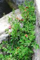 BARLERIA cristata. Inde. Acanthaceae. 0.2m